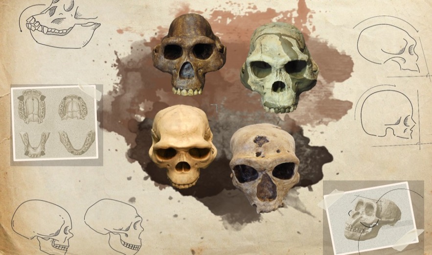 cranis gènere Homo